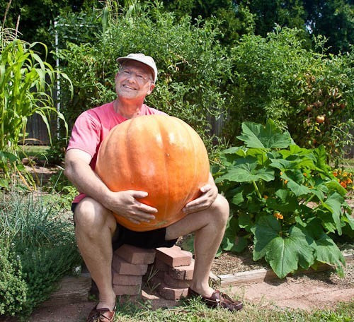 Pompoenen 'Big Max'