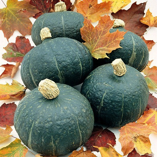 Pumpkins 'Black Forest' (Kabocha-Type) / 'Anna Swartz Hubba'