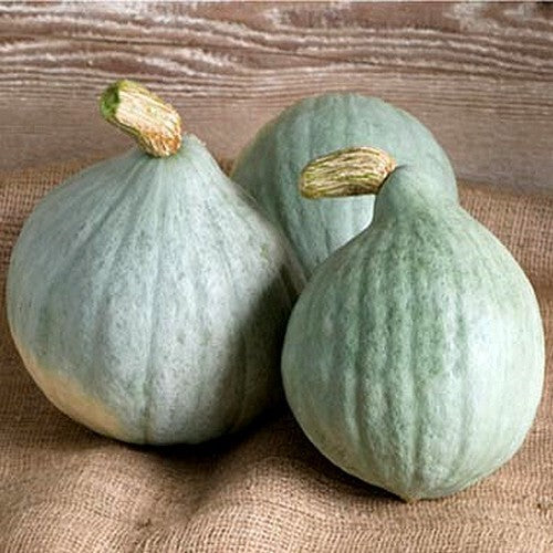 Pompoenen 'Blue Ballet' / 'Mini Blue Hubbard' / 'Chestnut Bu'