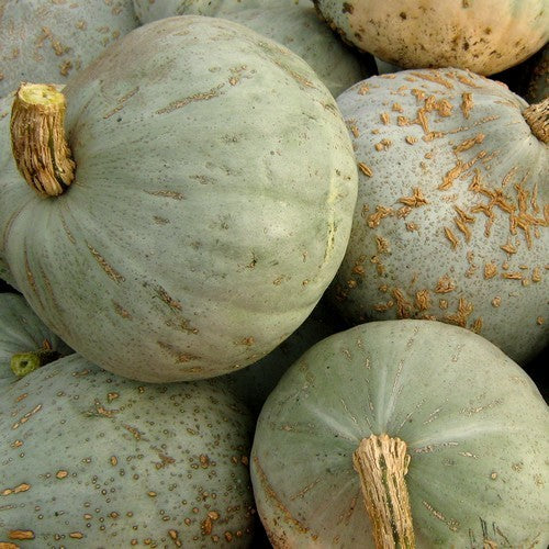 Pompoenen 'Blue Ballet' / 'Mini Blue Hubbard' / 'Chestnut Bu'