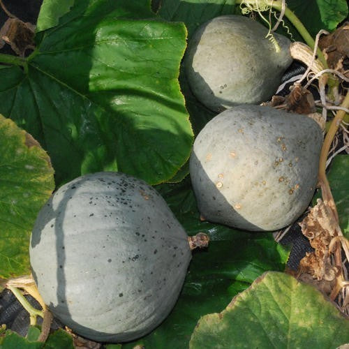 Pompoenen 'Blue Ballet' / 'Mini Blue Hubbard' / 'Chestnut Bu'