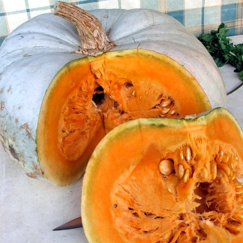 Pumpkins 'Blue Hungarian' / 'Nagydobosi Süttök'