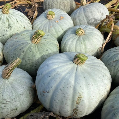 Pompoenen 'Blue Kuri'