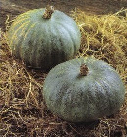 Pompoenen 'Blue Kuri'