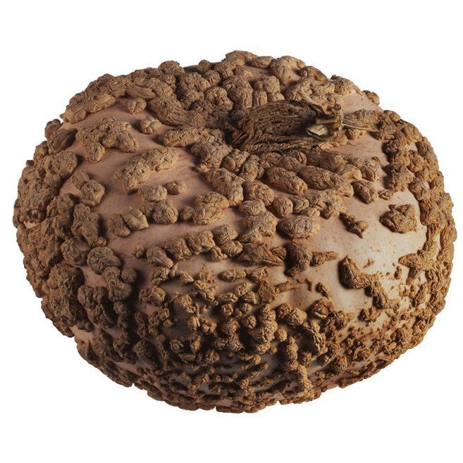 Pindapompoenen 'Brodée Galeux d' Eysines''