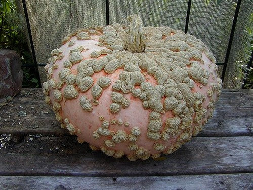 Pindapompoenen 'Brodée Galeux d' Eysines''