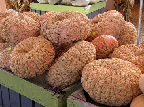 Pindapompoenen 'Brodée Galeux d' Eysines''