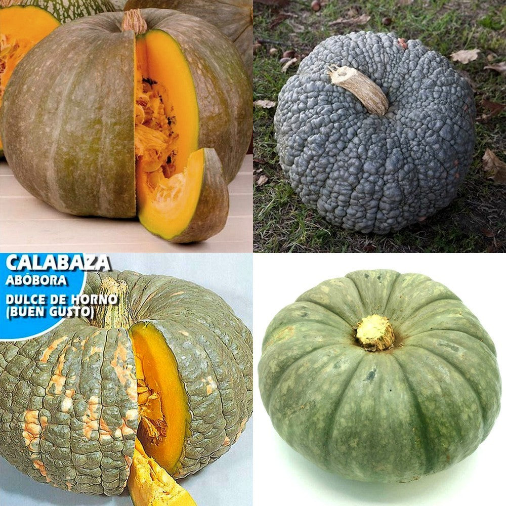 Pompoenen 'Buen Gusto' / 'Buen Gusto de Horno'
