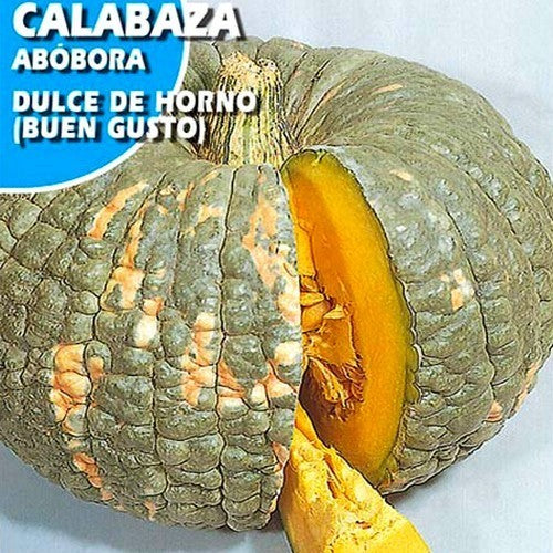 Pompoenen 'Buen Gusto' / 'Buen Gusto de Horno'