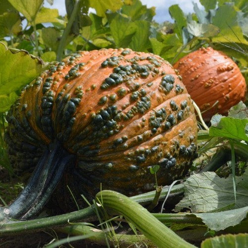 Pumpkins 'Bunch O' Warts' F1