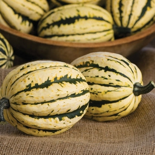 Squash 'Bush Delicata' / 'Jester' F1