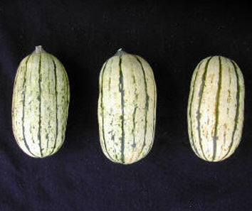 Squash 'Bush Delicata' / 'Jester' F1