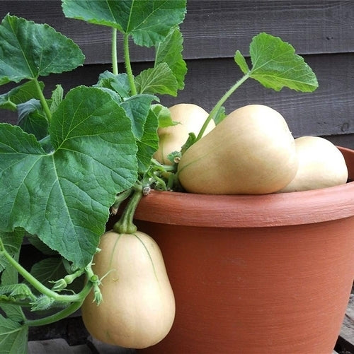 Squash 'Butterbush' F1