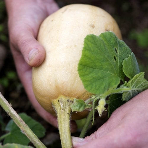 Squash 'Butterbush' F1