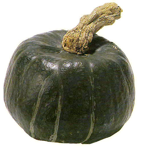 Pompoenen 'Buttercup' (Kabocha-Type)