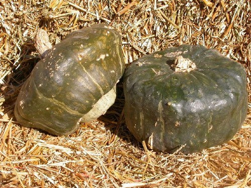 Pompoenen 'Buttercup' (Kabocha-Type)