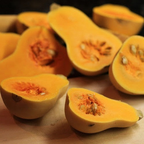 Pompoenen 'Butternut'