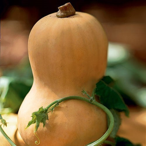 Pompoenen 'Butternut'