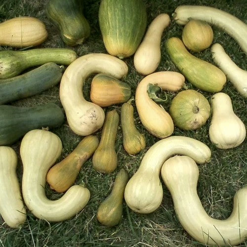 Pumpkins 'Butternut Mix'