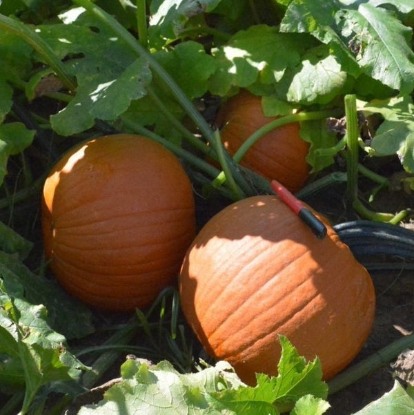 Pompoenen 'Capital' F1