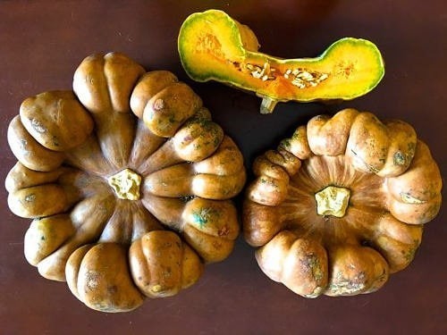 Pompoenen 'Canacin'