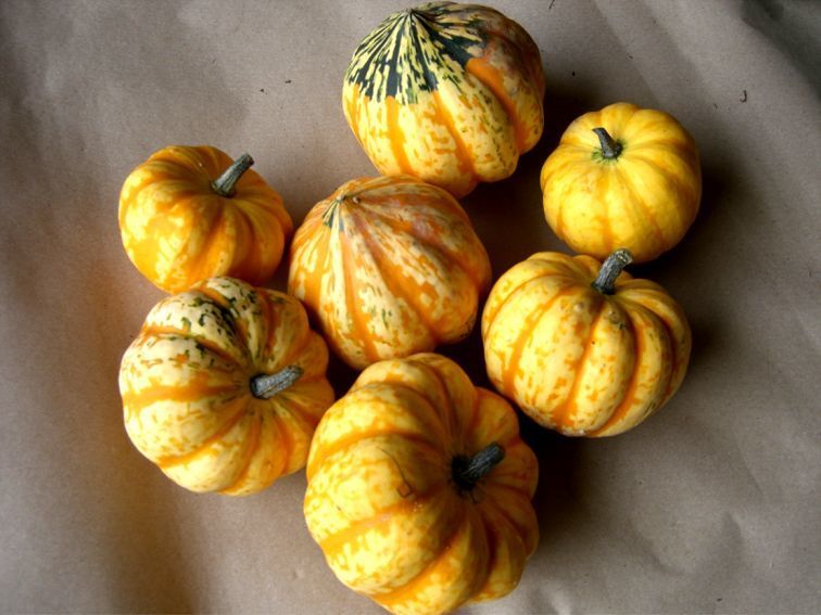 Pumpkins 'Carnival' F1