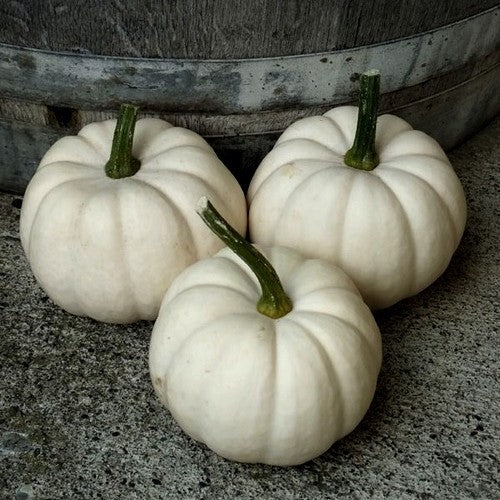 Pumpkins 'Casperita' F1