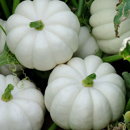 Pumpkins 'Casperita' F1