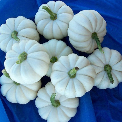Pumpkins 'Casperita' F1