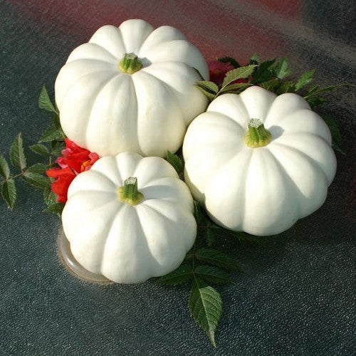 Pumpkins 'Casperita' F1