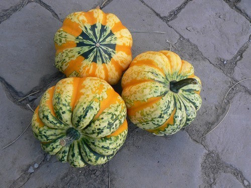 Pumpkins 'Celebration' F1