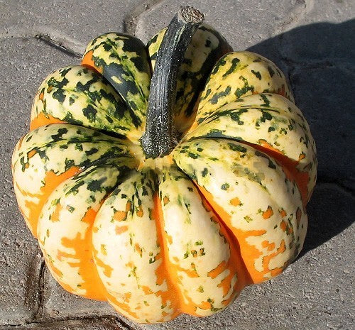 Pumpkins 'Celebration' F1