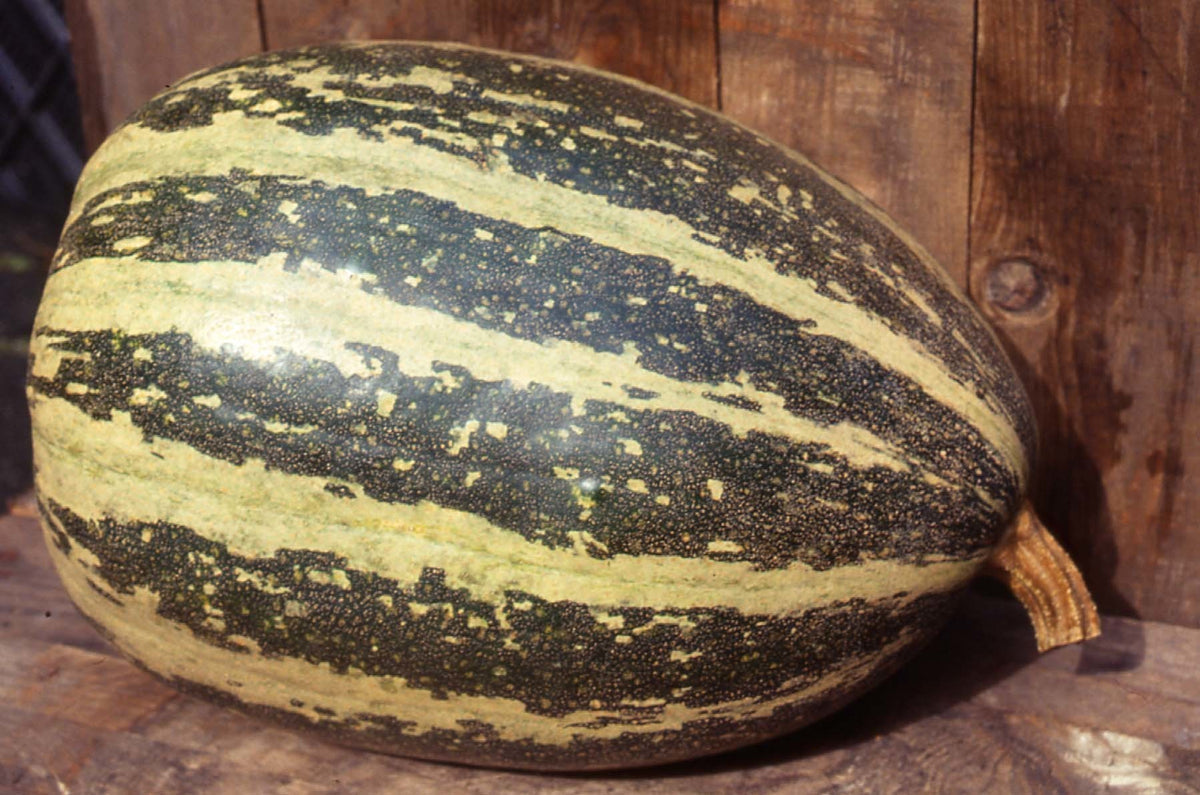 Pompoenen 'Citrouille de Touraine'