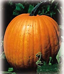 Pompoenen 'Connecticut Field'