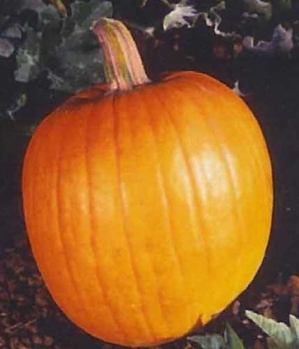 Pompoenen 'Connecticut Field'