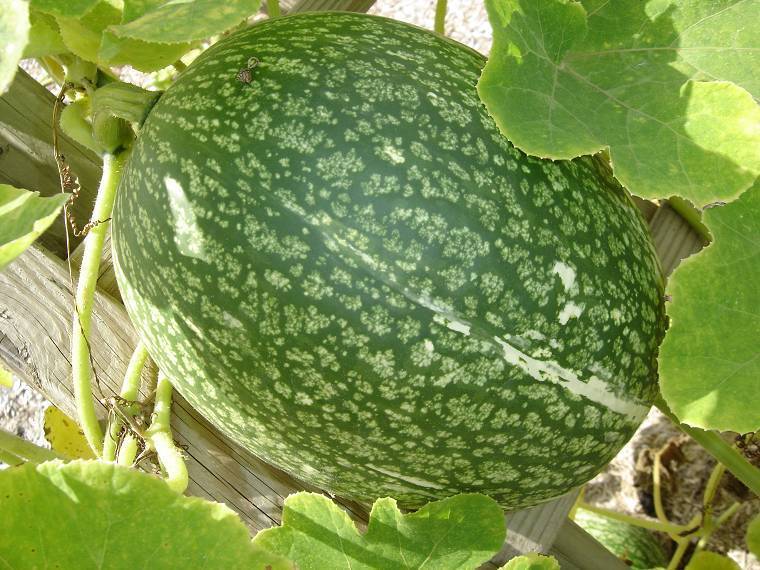 Pompoenen 'Courge de Siam' / 'Melon de Malabar' / 'Boule De'