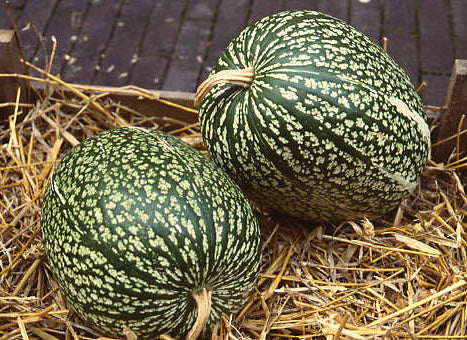 Pompoenen 'Courge de Siam' / 'Melon de Malabar' / 'Boule De'
