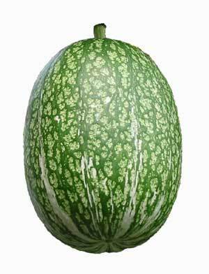 Pompoenen 'Courge de Siam' / 'Melon de Malabar' / 'Boule De'