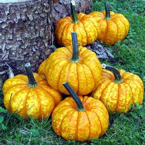 Pompoenen 'Crunchkin' F1