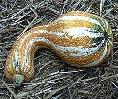 Pompoenen 'Cushaw Tricolor' / 'Autumn Colors Cushaw' F1