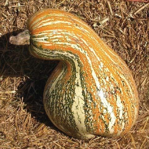 Pompoenen 'Cushaw Tricolor' / 'Autumn Colors Cushaw' F1