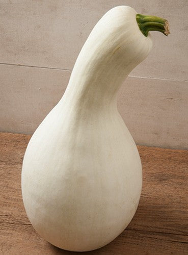 Pumpkins 'Cushaw White'