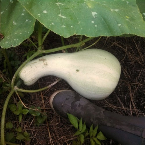 Pumpkins 'Cushaw White'