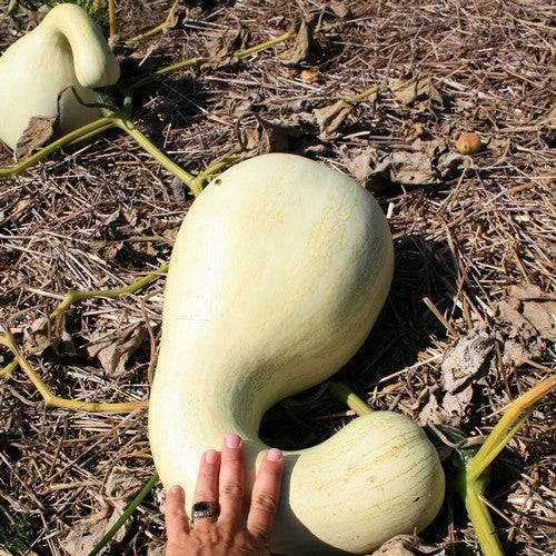 Pumpkins 'Cushaw White'