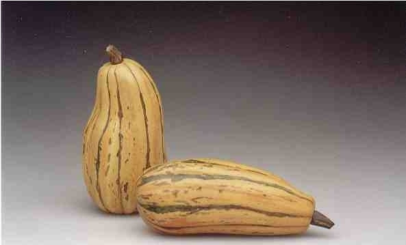 Pompoenen 'Delicata' (Sweet Potato-Type)