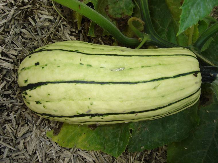 Pompoenen 'Delicata' (Sweet Potato-Type)