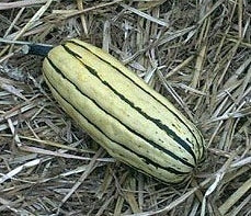 Pompoenen 'Delicata' (Sweet Potato-Type)