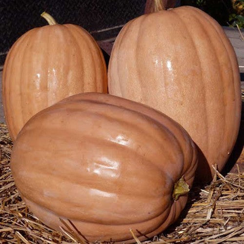 Pumpkins 'Dickinson'