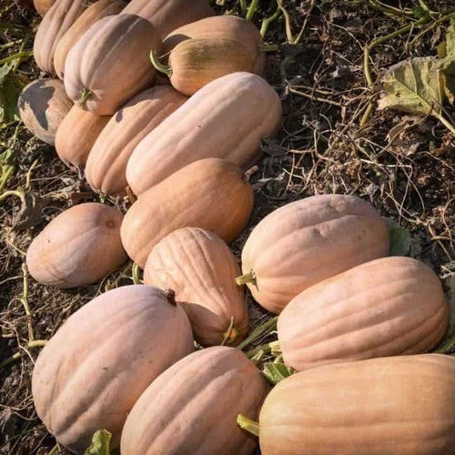 Pumpkins 'Dickinson'