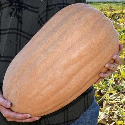 Pumpkins 'Dickinson'